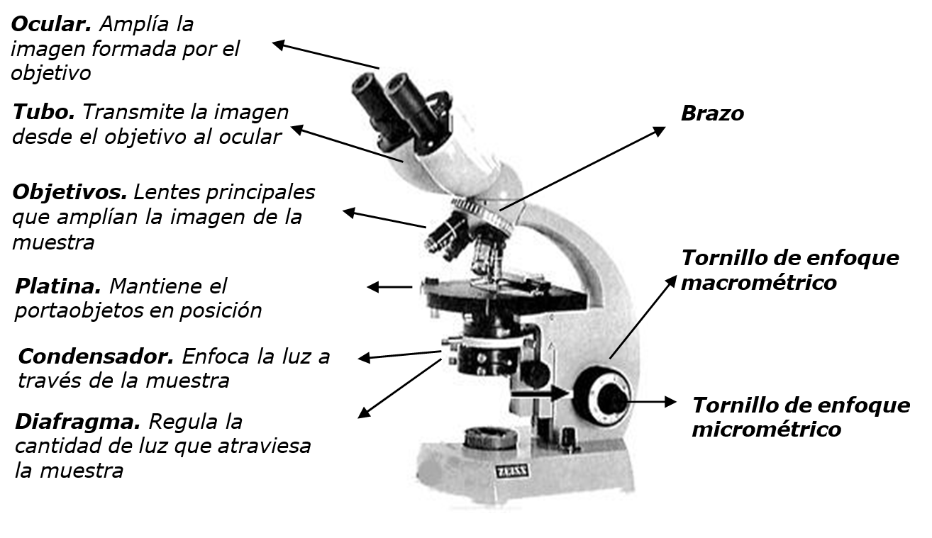 salado Él mismo biblioteca 2.2: Microscopio óptico o de luz - LibreTexts Español