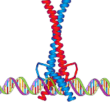 9: Regulación de genes