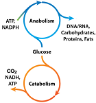 6: Metabolismo II — Reacciones anabólicas