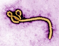 16: Virus, Cáncer y Sistema Inmunológico