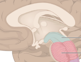 11: El Sistema Nervioso Central (Cerebro)