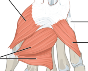 9: Los Músculos Apendiculares