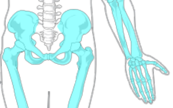 6: El esqueleto apendicular