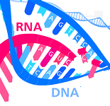 10: Transcripción y procesamiento de ARN