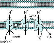 7: Transporte de electrones, fosforilación oxidativa y fotosíntesis