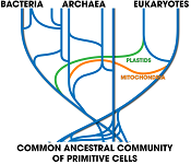 F de x es igual a x al cuadrado se da con una flecha que viene de ella apuntando a f de x es igual a la cantidad x más 3 al cuadrado con una flecha que viene de ella apuntando a f de x es igual a la cantidad x más 3 al cuadrado menos 4. Las siguientes líneas dicen que h es igual a negativo 3 lo que significa desplazamiento a la izquierda 3 unidad y k es igual a negativo 4 que significa desplazamiento hacia abajo 4 unidades