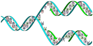 13: Replicación de ADN