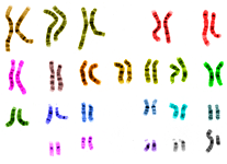 12: ADN y estructura cromosómica