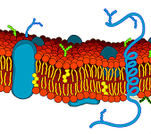 6: La membrana celular y el transporte