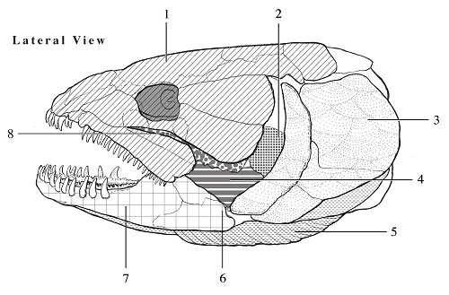 Ilustraciones anatómicas (Most, Tran, Seweryn y Graham)