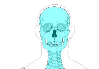 Anatomía Y Fisiología - LibreTexts Español