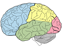Psicología Cognitiva y Neurociencia Cognitiva (Wikilibros)