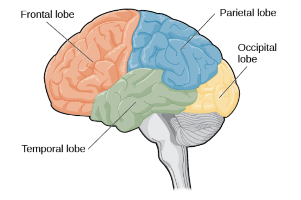 4: Visión general del desarrollo cerebral