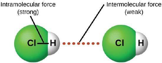 An image is shown in which two molecules composed of a green sphere labeled “C l” connected on the right to a white sphere labeled “H” are near one another with a dotted line labeled “Intermolecular force ( weak )” drawn between them. A line connects the two spheres in each molecule and the line is labeled “Intramolecular force ( strong ).”