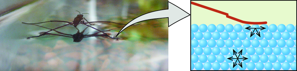 A photo and a diagram as shown and a right-facing arrow leads from the photo to the image. The photo shows an insect standing on the surface of a sample of water. The image shows a square background that is two thirds covered in blue spheres that are closely packet together. A brown line starts at the upper left corner of the background and rests on top of the first row of spheres. The sphere directly under this low point of the line has four arrows drawn on it that face to both sides and downward. A sphere in the bottom center of the image has six arrows drawn on it that all face outward in different directions.