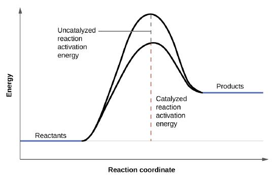 A graph is shown with the label, “Reaction coordinate,” on the x-axis. The x-axis is depicted as an arrow. The y-axis is also an arrow and is labeled, “Energy.” There is a horizontal line that runs the width of the graph and appears just above the x-axis. A segment of this line is blue and is labeled, “Reactants.” From the right end of this line segment, a solid black, concave down curve is shown which reaches the level just below the end of the y-axis. The curve ends at another short, blue line labeled, “Products.” The “Products” line appears at a higher level than the “Reactants” line. An arrow extends from the horizontal line to the apex of the curve. The arrow is labeled, “Uncatalyzed reaction activation energy.” A second, black concave down curve is shown. This curve also meets the reactants and products blue line segments, but only extends to about two-thirds the height of the initial curve. From the horizontal line is another arrow pointing to the apex of the second curve. This arrow is labeled, “Catalyzed reaction activation energy.”