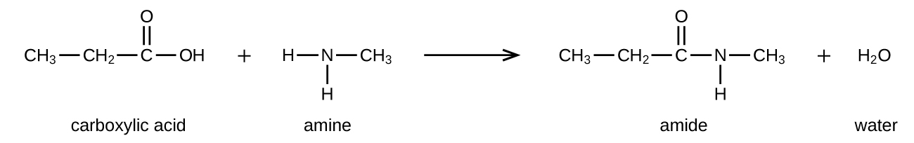 CNX_Chem_20_04_amide2_img.jpg