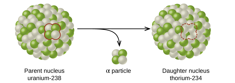 A diagram shows two spheres composed of many smaller white and green spheres connected by a right-facing arrow with another, down-facing arrow coming off of it. The left sphere, labeled “Parent nucleus uranium dash 238” has two white and two green spheres that are near one another and are outlined in red. These two green and two white spheres are shown near the tip of the down-facing arrow and labeled “alpha particle.” The right sphere, labeled “Daughter nucleus radon dash 234,” looks the same as the left, but has a space for four smaller spheres outlined with a red dotted line.